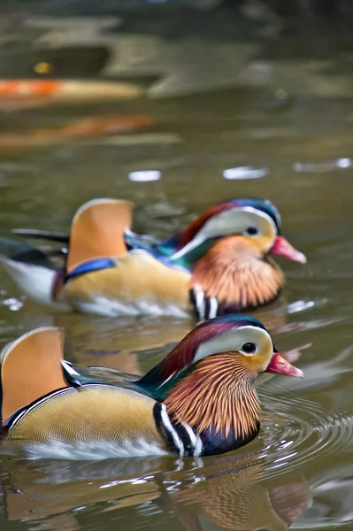 Mandarin ducks — Stock Photo, Image