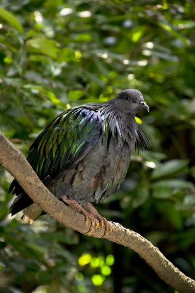 Nicobar Pigeon — Stock Photo, Image