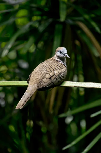 Brown dove — Stock Photo, Image