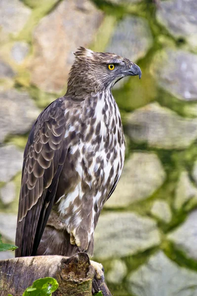 Águila halcón cambiante — Foto de Stock