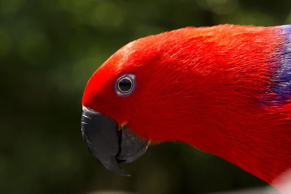 Colorful Lory- parrot — Stock Photo, Image