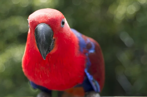 Masini kolorowe-papuga — Zdjęcie stockowe