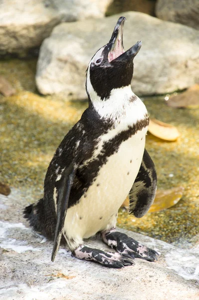 Pingüino — Foto de Stock