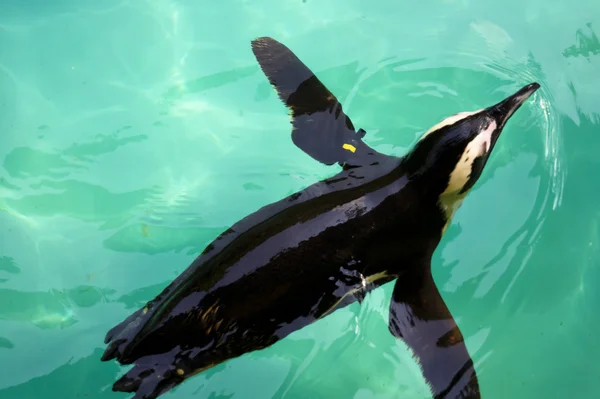 Swimming penguin — Stock Photo, Image