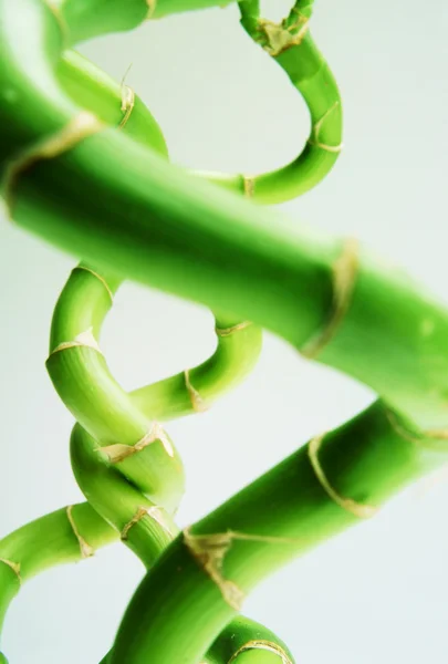 Bambù contorto — Foto Stock