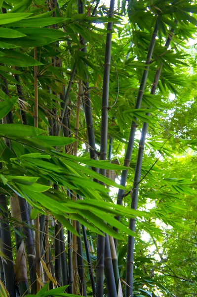 Листья бамбука в лесу — стоковое фото