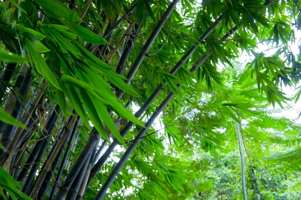 竹の森で吹き飛ばさ葉します。 — ストック写真