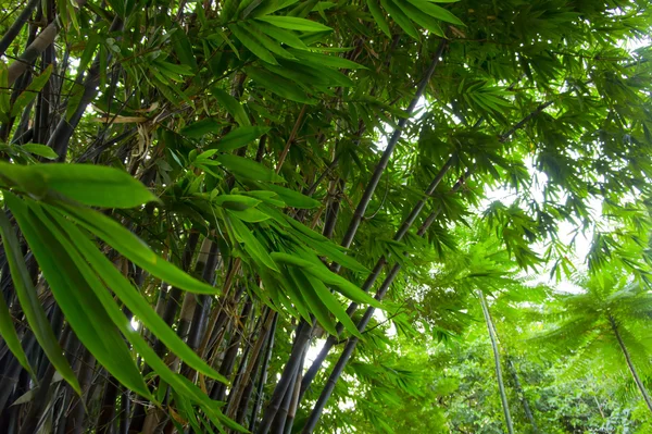 Bambublad i skogen — Stockfoto