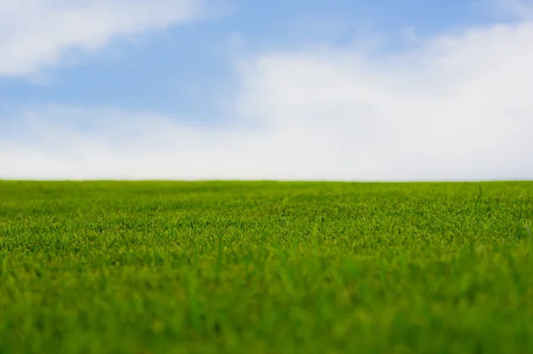 stock image Vibrant green grass