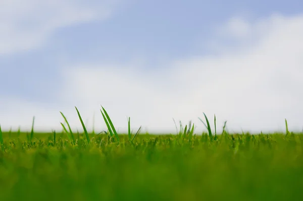 stock image Vibrant green grass