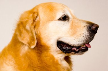 Golden Retriever clipart