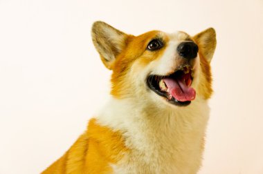 Pembroke Galce corgi