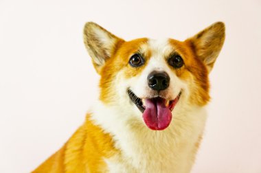 Pembroke Welsh Corg