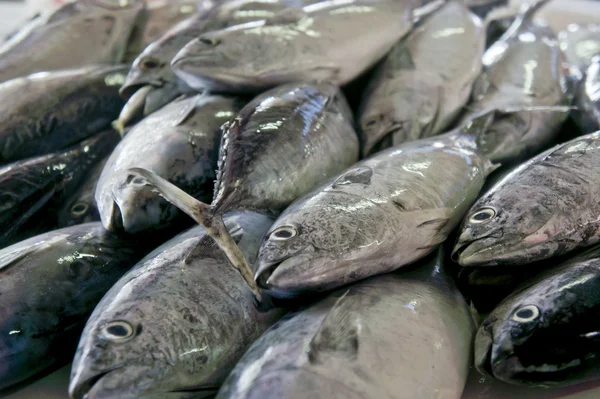 Fishes in the Market — Stock Photo, Image