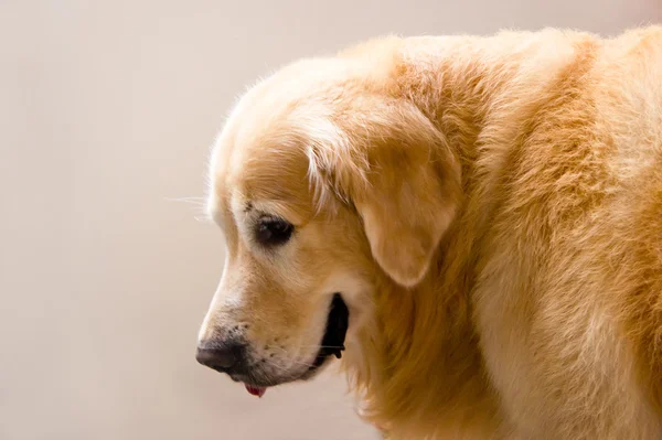 Perro perdiguero de oro — Foto de Stock