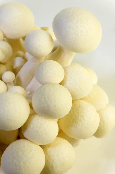 White beech Mushroom (White Shimeji) Hypsizygus Marmoreus — Stock Photo, Image