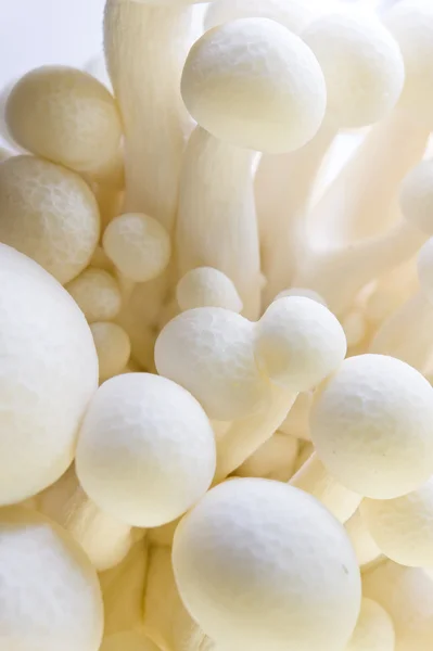 Ciuperci albe de fag (Shimeji Alb) Hypsizygus Marmoreus — Fotografie, imagine de stoc