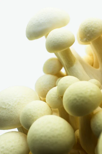 White beech Mushroom (White Shimeji) Hypsizygus Marmoreus — Stock Photo, Image