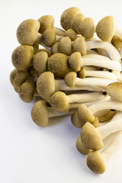 Brown Beech Mushroom — Stock Photo, Image