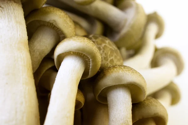Brown Beech Mushrooms — Stock Photo, Image