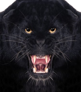 Картина, постер, плакат, фотообои "чёрный леопард постеры", артикул 9688255
