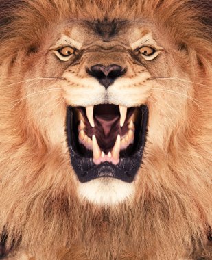 Lion King clipart