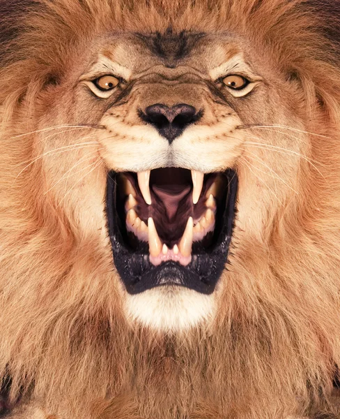Lion King — Stock Photo, Image