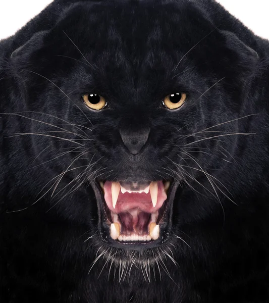 Leopardo negro Imagen de stock