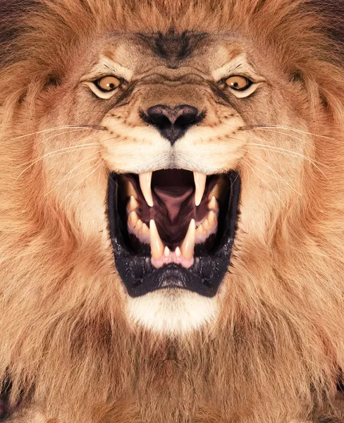 狮子王 免版税图库图片