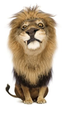 King of the Jungle clipart