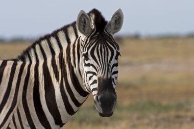 Portrait of Burchells zebra clipart