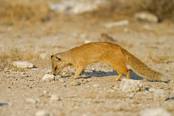 Gul mongoose — Stockfoto