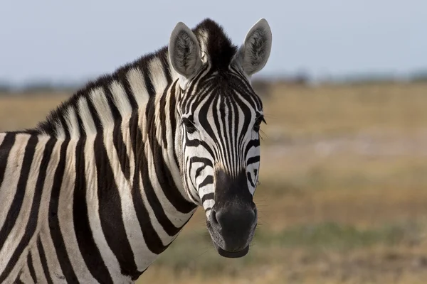 Portret burchells zebra — Zdjęcie stockowe