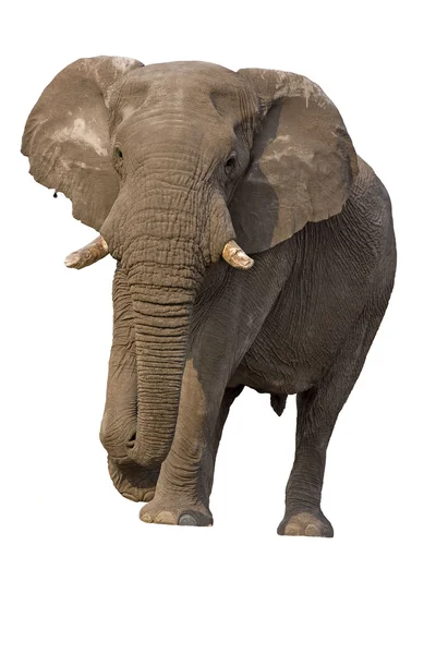 Elefant tjur — Stockfoto