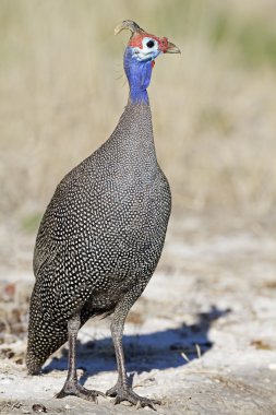 Guinea-fowl clipart