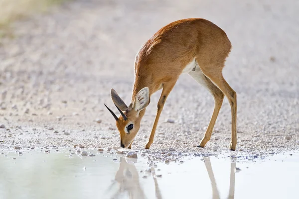 Steenbok. — Fotografia de Stock