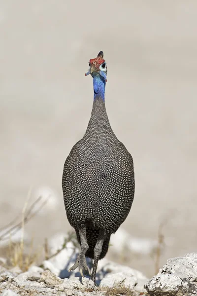 Guinea-fowl — Stock Photo, Image
