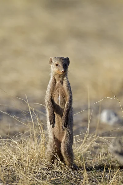 Banded Mongoose — Stock Photo, Image