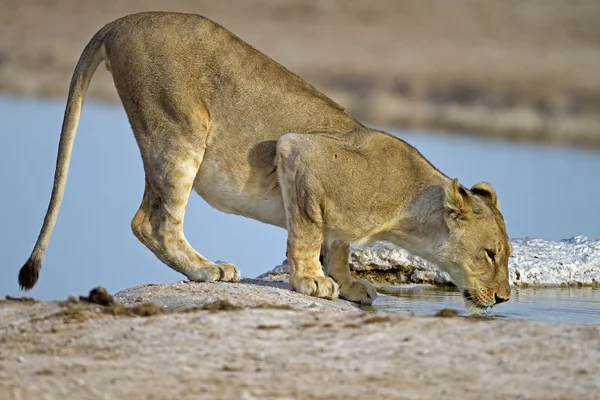 Löwin am Wasserloch — Stockfoto