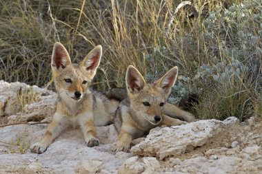 Two black- backed Jackal babys clipart