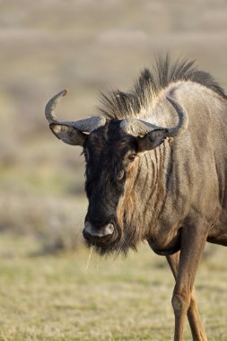 yakın çekim mavi wildebeest portresi