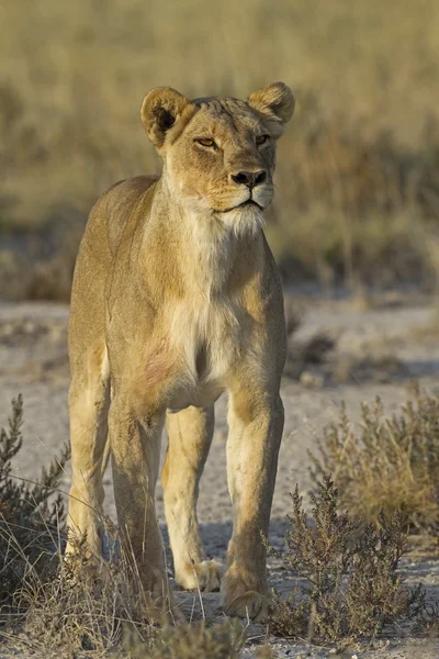 Lion femelle — Photo