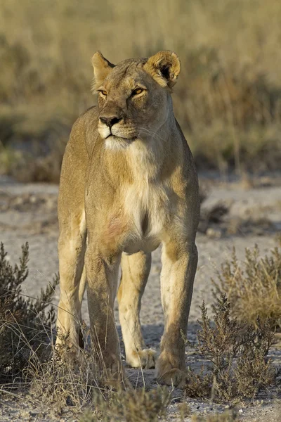 Θηλυκό λιοντάρι — Φωτογραφία Αρχείου
