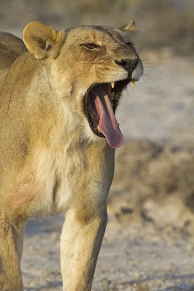 Зевающий лев — стоковое фото