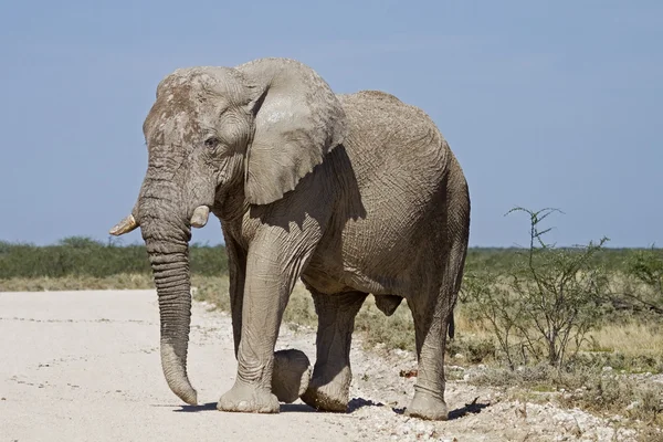 Бык-слон — стоковое фото