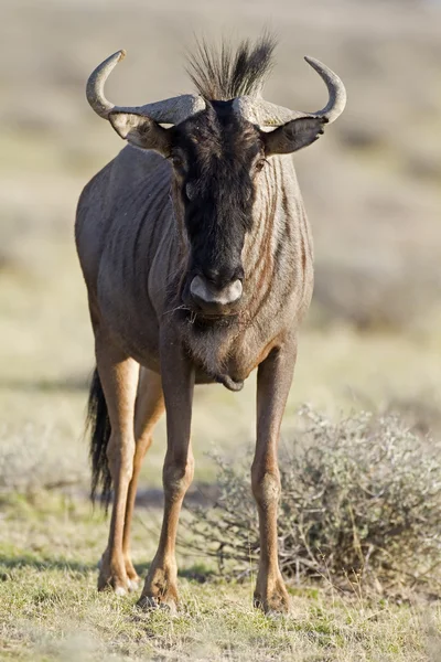 Mavi wildebeest Close-Up; — Stok fotoğraf