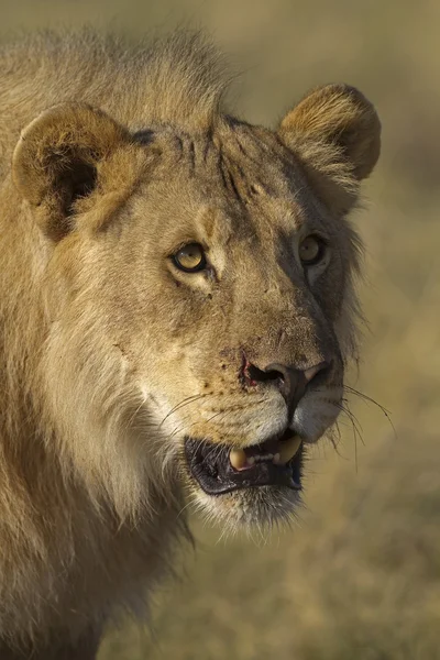 Close-up πορτρέτο της νεαρό αρσενικό λιοντάρι — Φωτογραφία Αρχείου