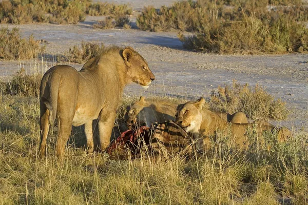 Lions eating on a Zebra carcasss — Zdjęcie stockowe