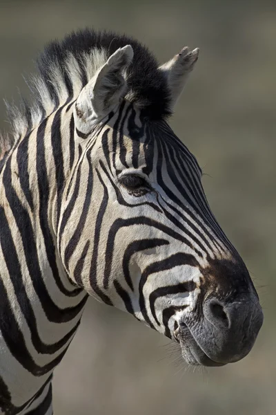 Retrato de zebra — Fotografia de Stock