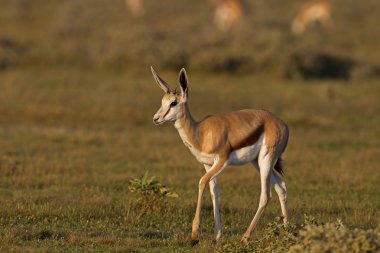 Genç springbok